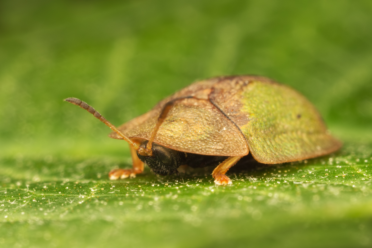 Green Tortoise Beetle 2